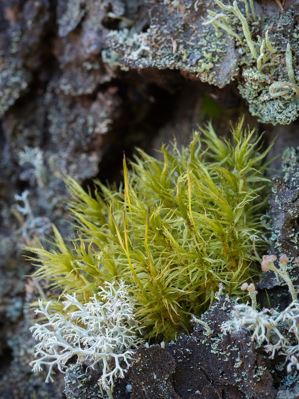 Image of Dicranum polysetum specimen.