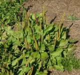 Plantago major. Цветущее и плодоносящее растение. Восточный Казахстан, г. Усть-Каменогорск, правый берег р. Иртыш, высыхающая часть заболоченного луга. 30.08.2017.