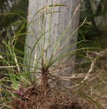 Carex digitata