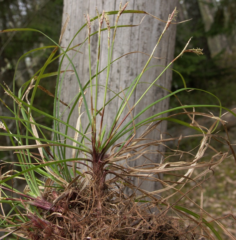 Изображение особи Carex digitata.