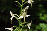 Platanthera densa