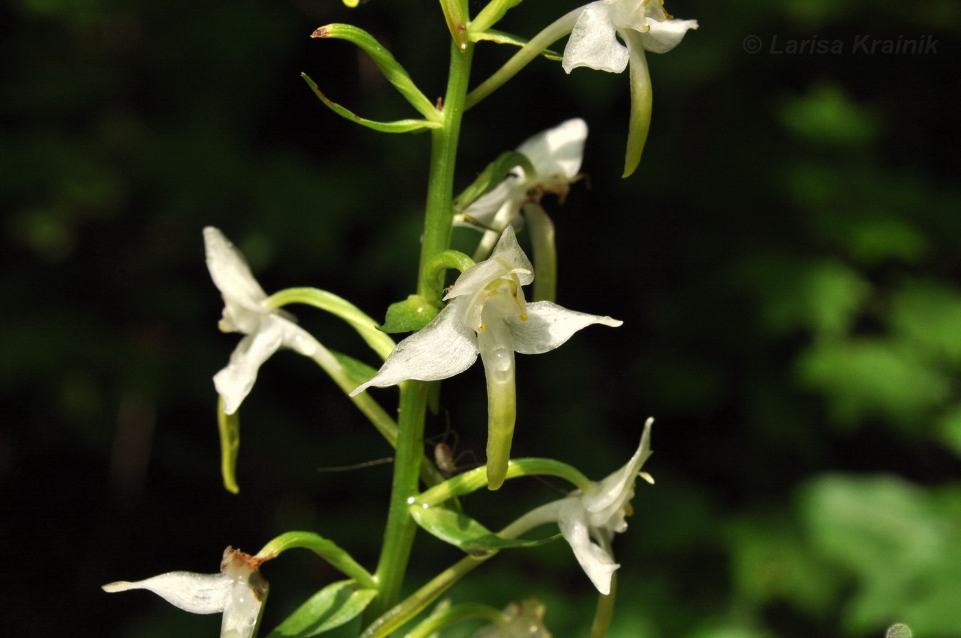 Изображение особи Platanthera densa.