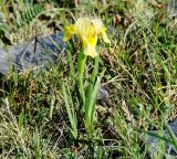 Iris humilis