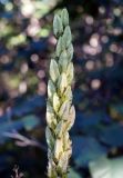 Veratrum oxysepalum