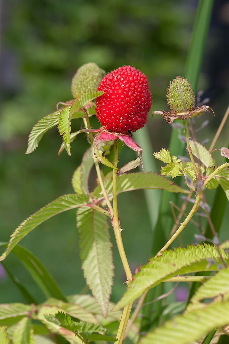 Image of Rubus illecebrosus specimen.