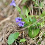 Torenia asiatica. Цветущее растение. Южный Китай, пров. Гуанси, округ Лонгшен, тропа, ведущая от рисовых террас р-на хутора Дажай до пос. Пиньян. 11.10.2017.