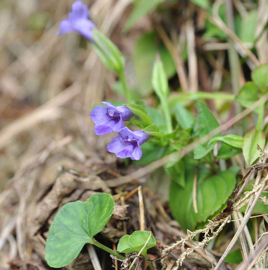 Image of Torenia asiatica specimen.