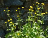 род Ranunculus