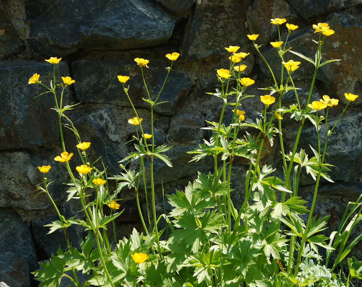 Изображение особи род Ranunculus.