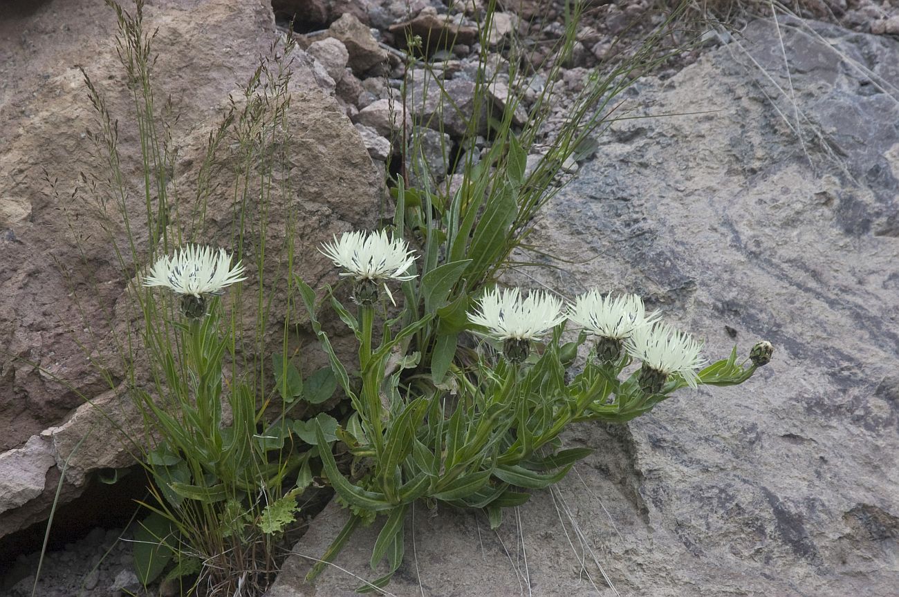 Image of Centaurea cheiranthifolia specimen.