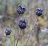 Centaurea scabiosa