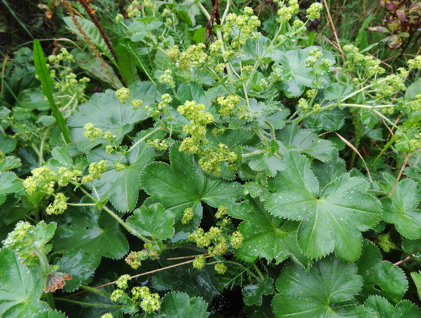 Image of Alchemilla monticola specimen.