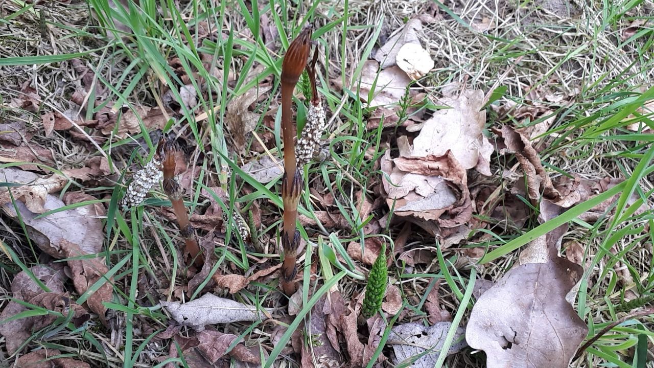 Image of Equisetum arvense specimen.