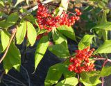 Sambucus sibirica