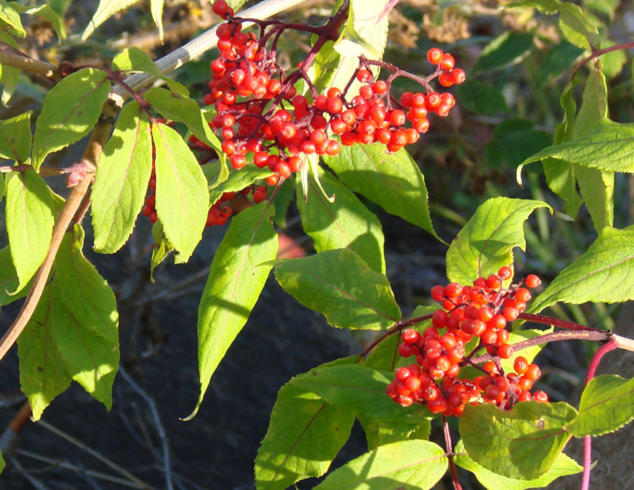 Изображение особи Sambucus sibirica.