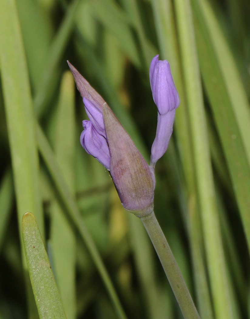 Изображение особи Tulbaghia violacea.