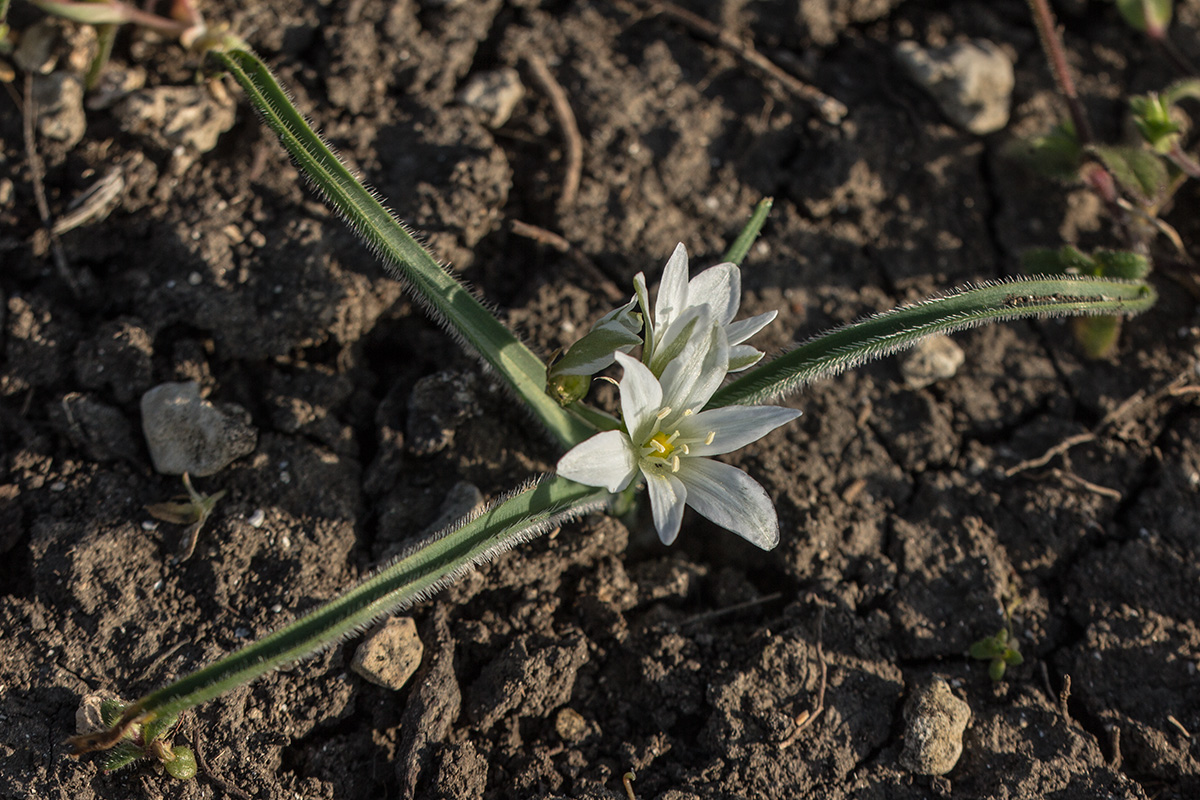 Image of Ornithogalum fimbriatum specimen.