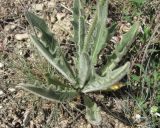 Leontodon asperrimus