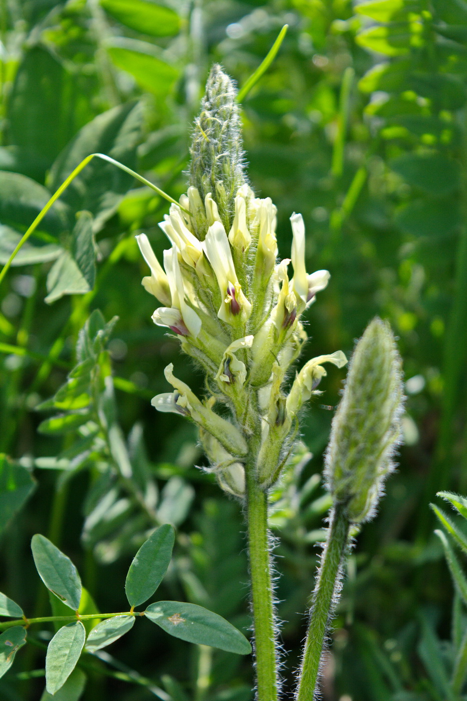 Изображение особи Astragalus eugenii.