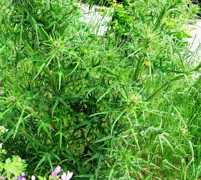 Image of Cirsium vulgare specimen.