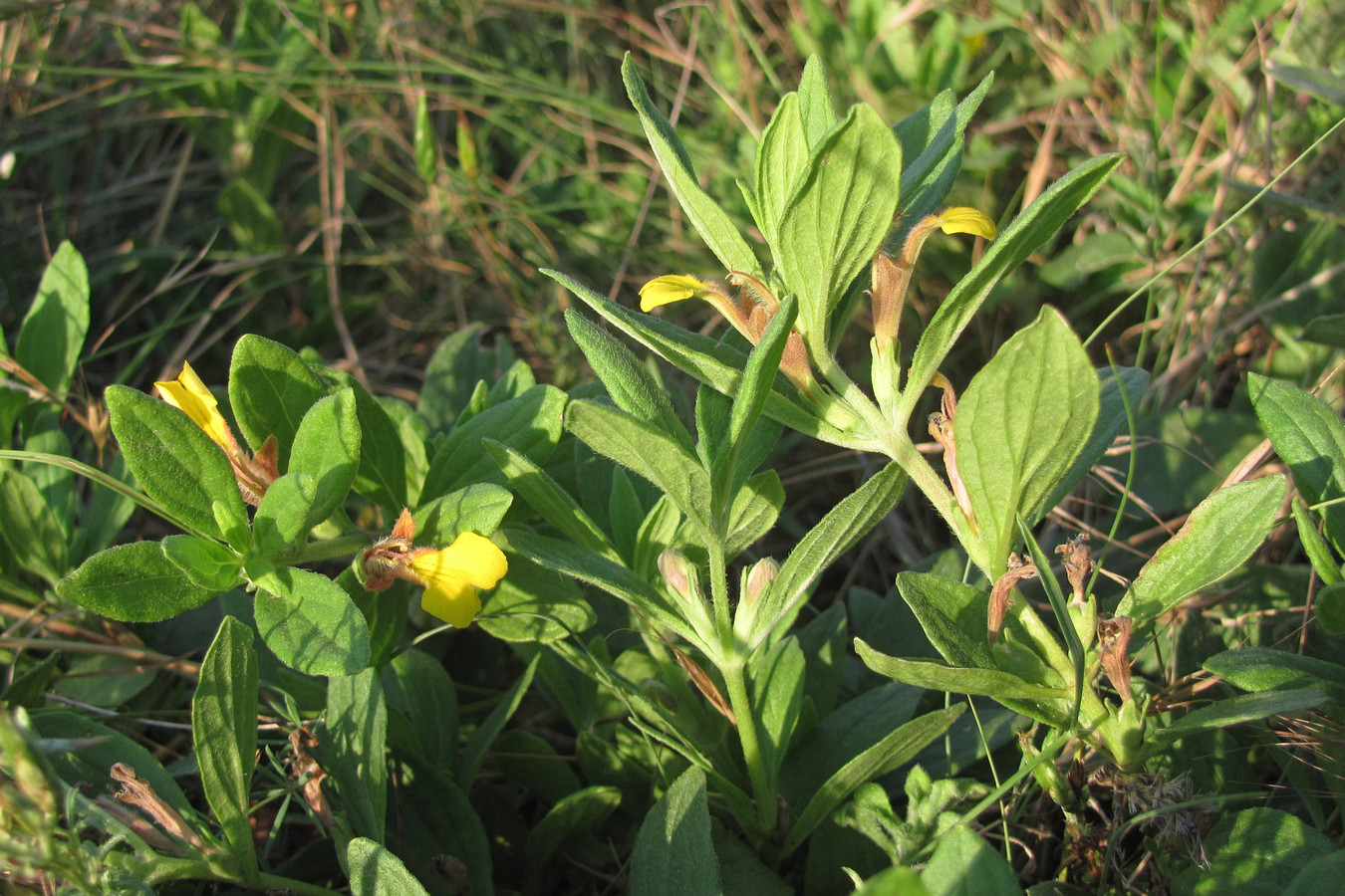 Image of Ajuga salicifolia specimen.
