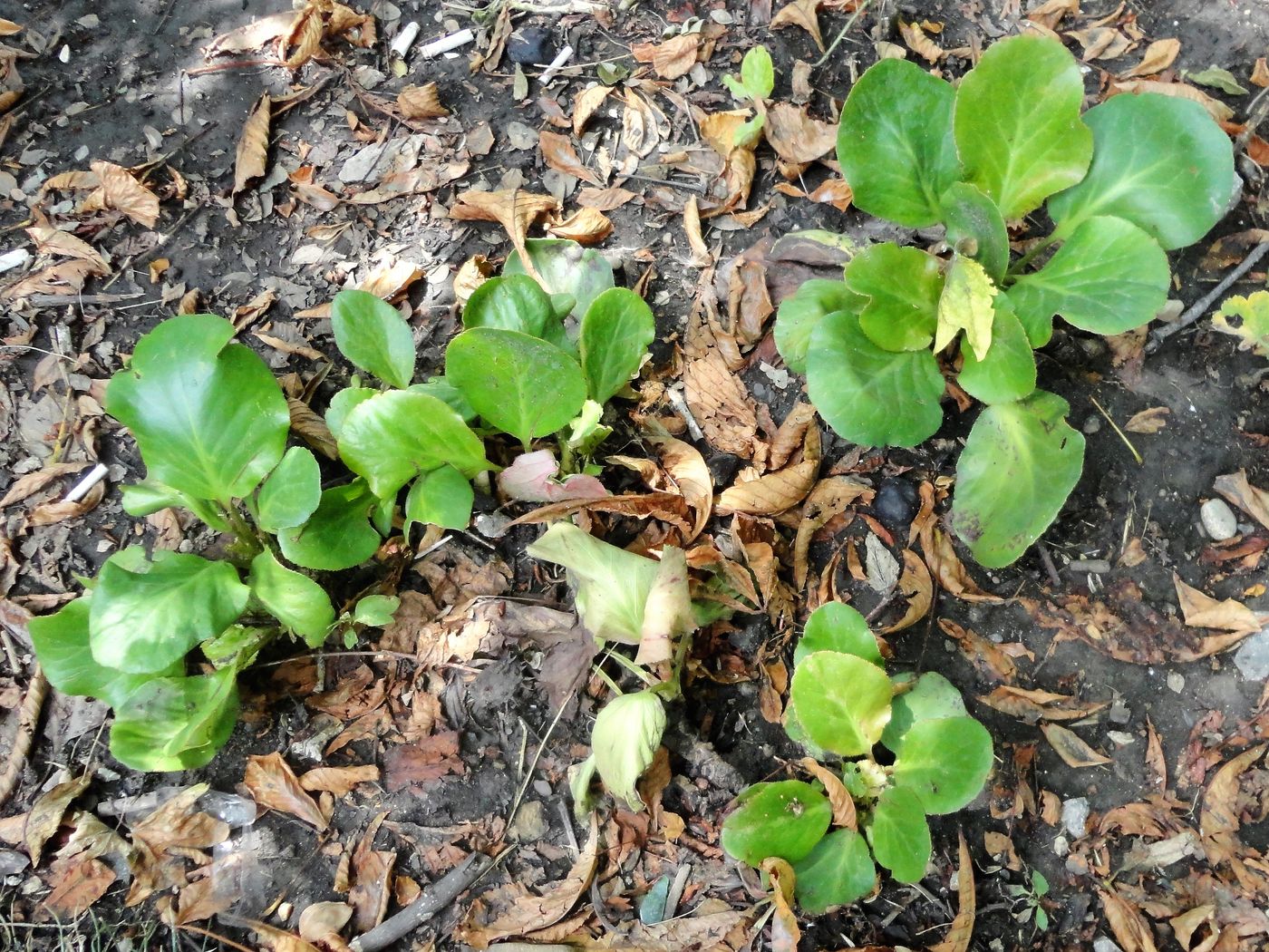 Image of genus Bergenia specimen.