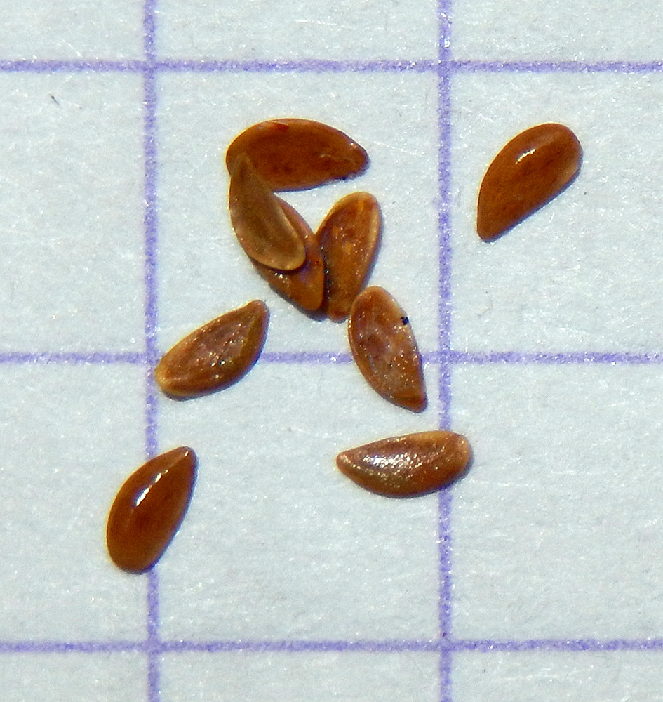 Image of Linum tenuifolium specimen.