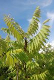 Rhus typhina