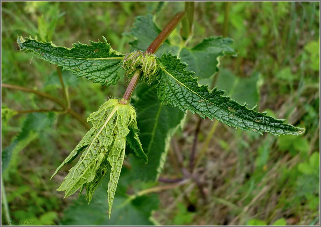 Изображение особи Phlomoides tuberosa.