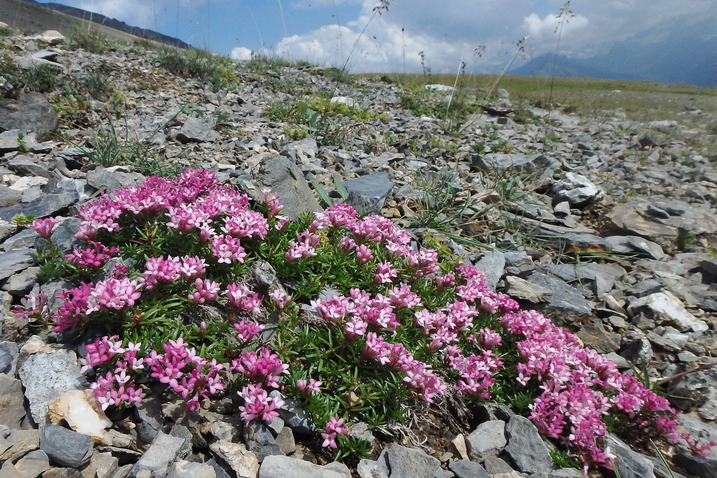 Image of Asperula cristata specimen.