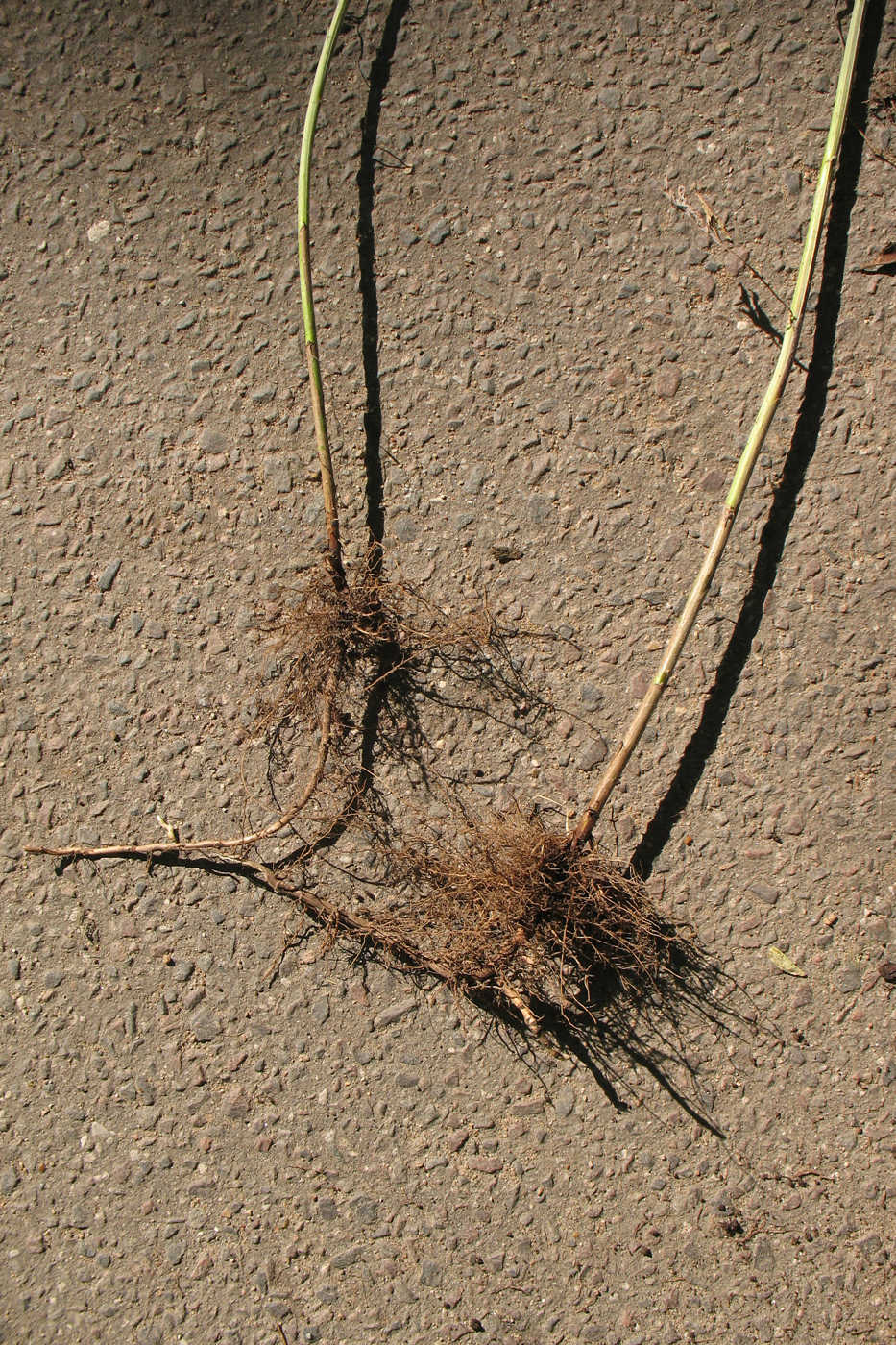 Image of Artemisia umbrosa specimen.