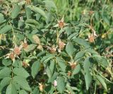 genus Rosa. Отцветшие цветки и листья. Грузия, Казбегский муниципалитет, долина руч. Чаухицхали, окр. с. Джута, ≈ 2300 м н.у.м, луг. 31.07.2018.