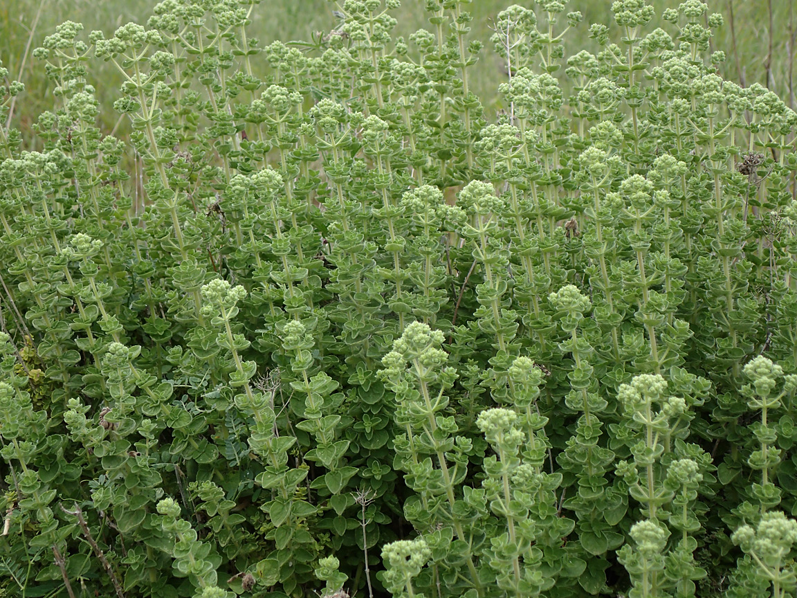 Image of Origanum onites specimen.