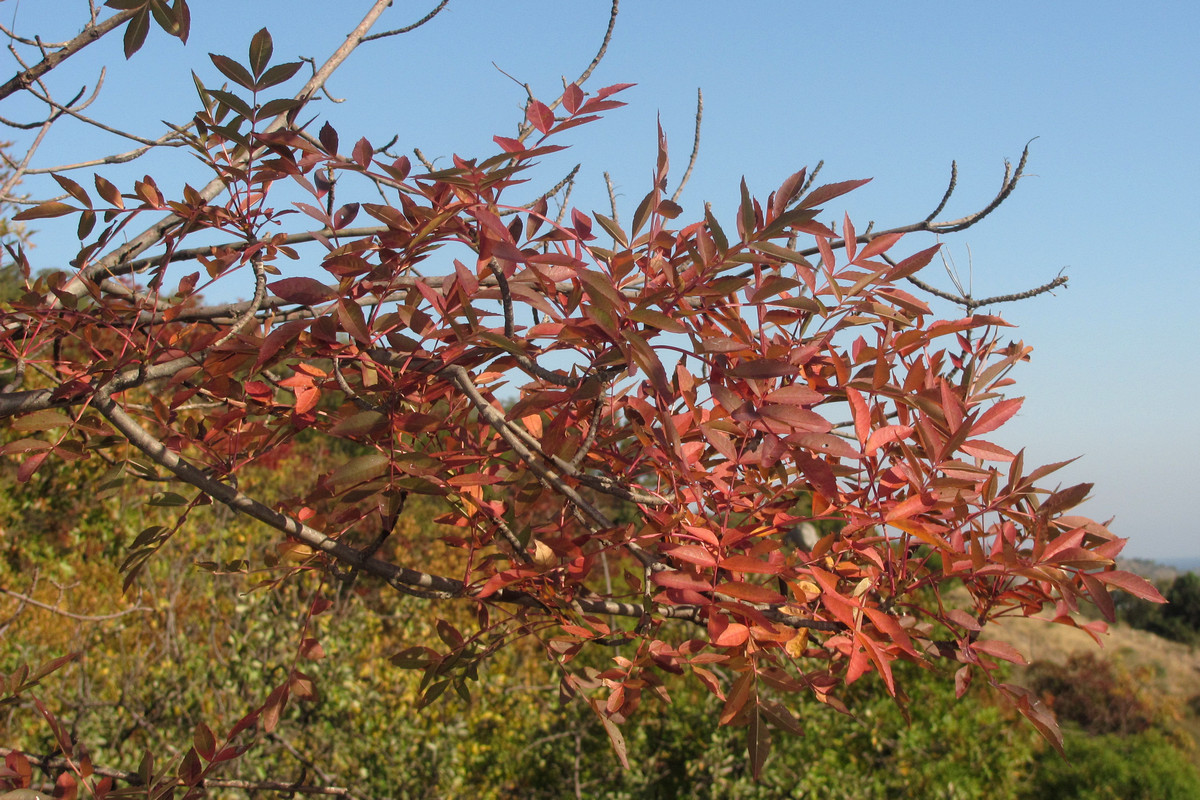 Изображение особи Fraxinus oxycarpa.