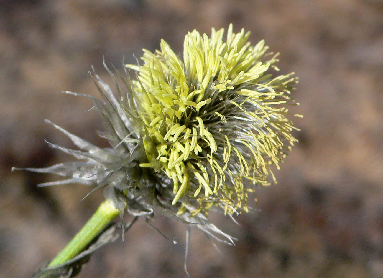 Изображение особи Eriophorum vaginatum.