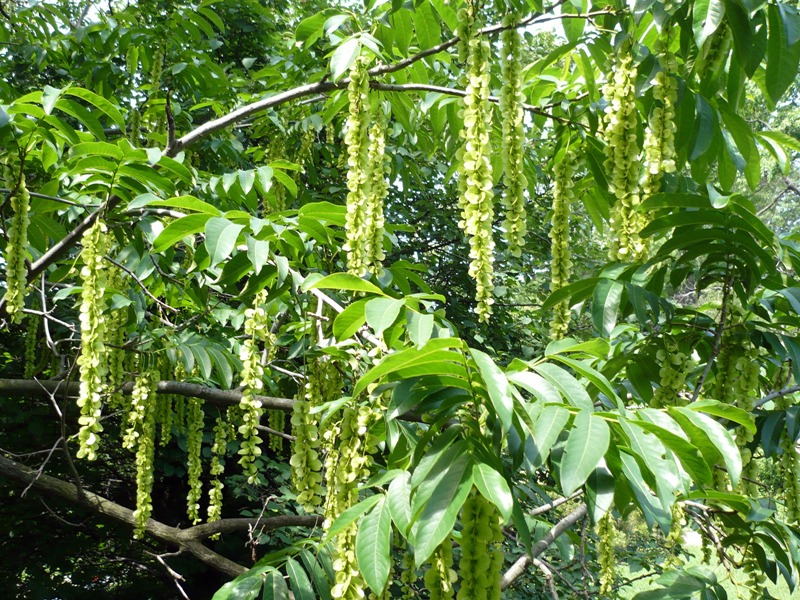 Image of Pterocarya fraxinifolia specimen.