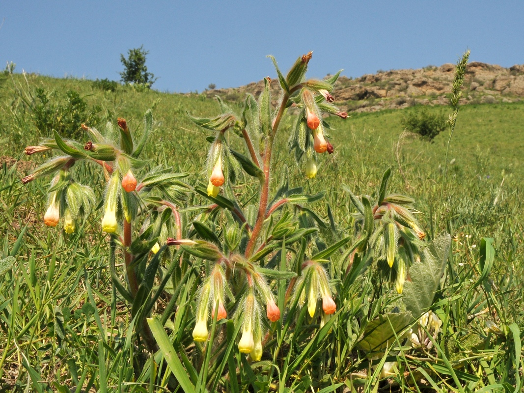 Image of Onosma dichroantha specimen.