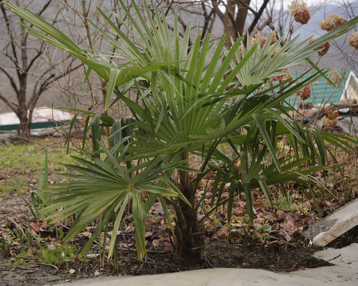 Image of Trachycarpus fortunei specimen.