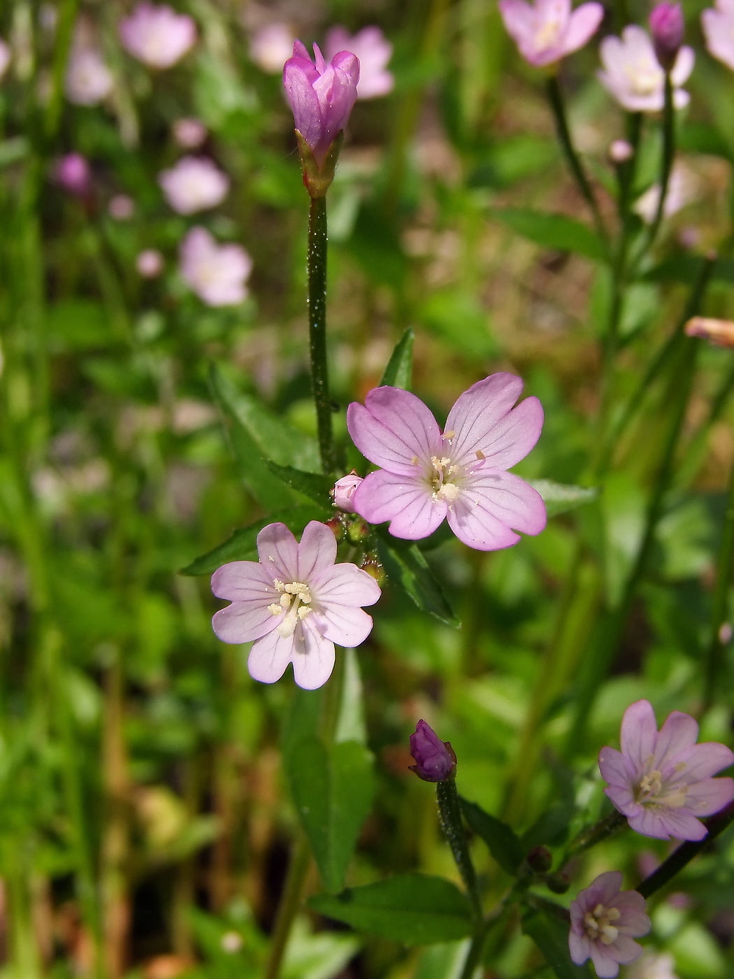 Изображение особи Epilobium hornemannii.