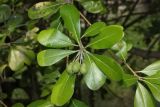 genus Pittosporum