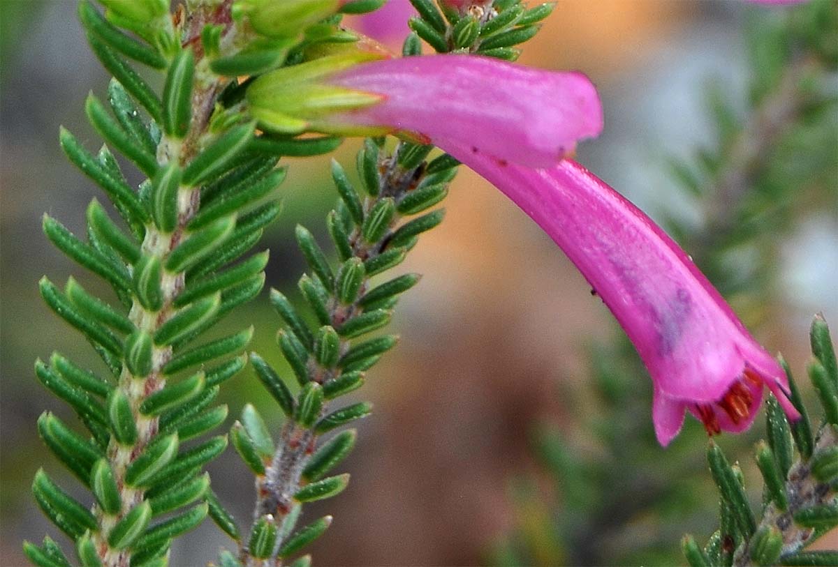 Image of Erica verticillata specimen.