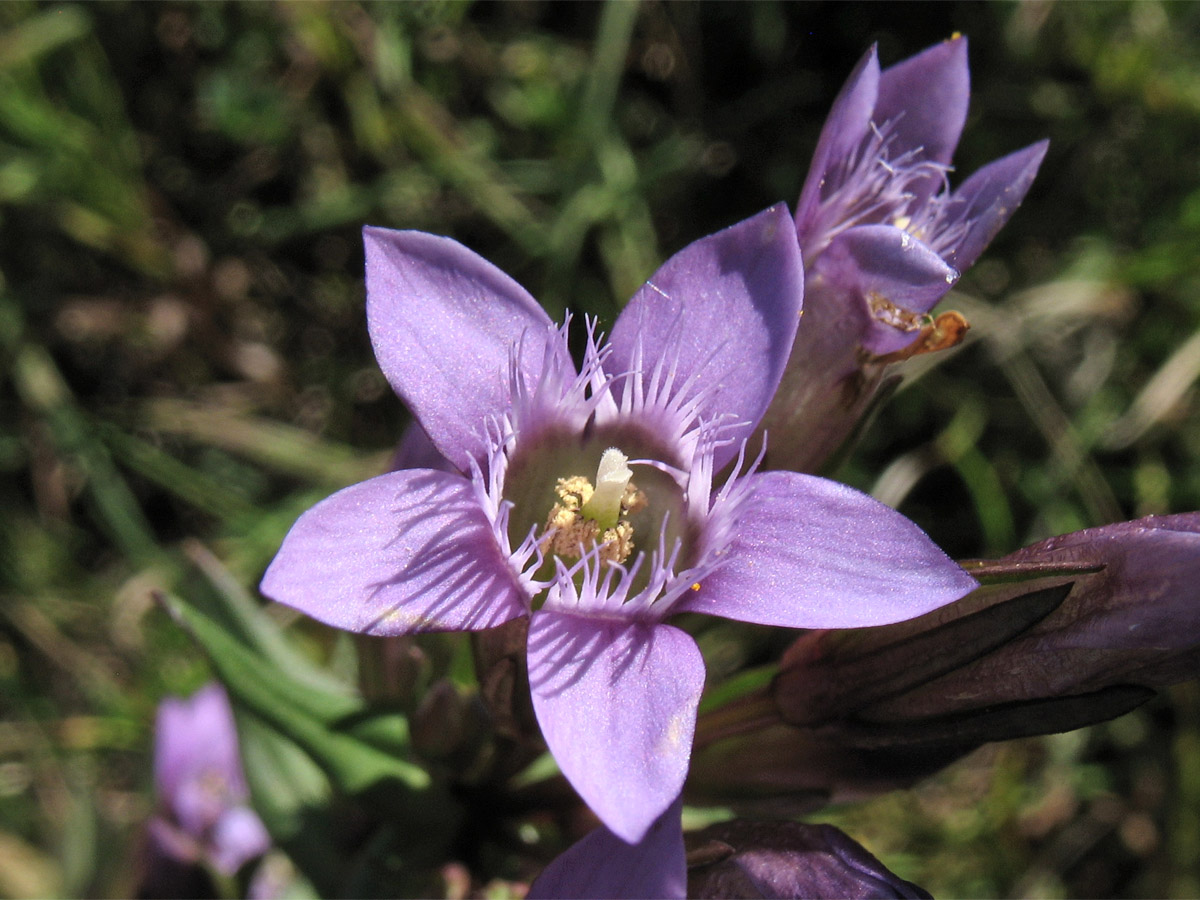 Image of Gentianella amarella specimen.