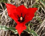 Tulipa florenskyi