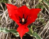 Image of taxon representative. Author is Намиг Аббасов