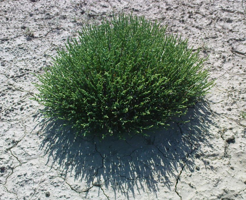 Image of Anabasis salsa specimen.