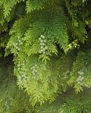 Chamaecyparis lawsoniana