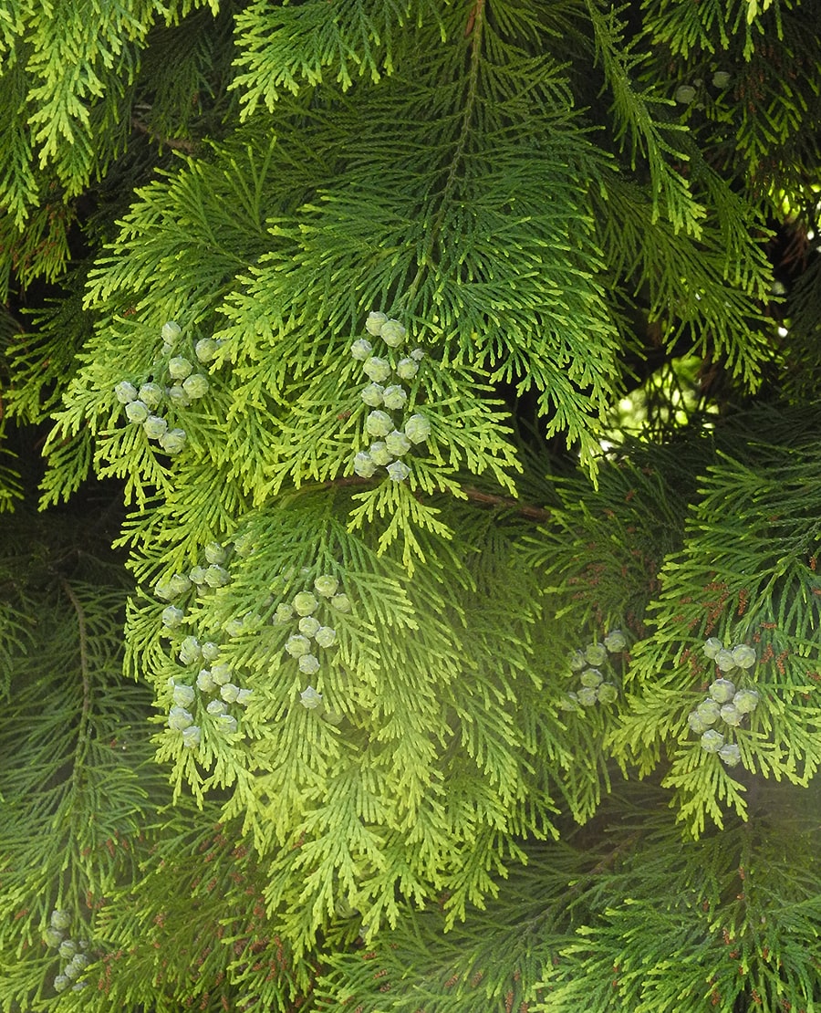 Image of Chamaecyparis lawsoniana specimen.