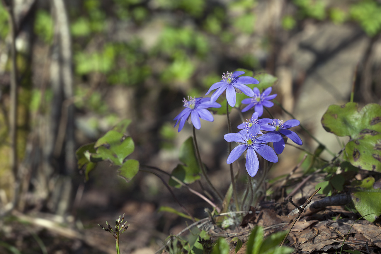 Image of Hepatica nobilis specimen.