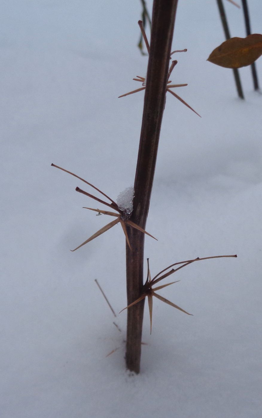 Image of Berberis vulgaris specimen.