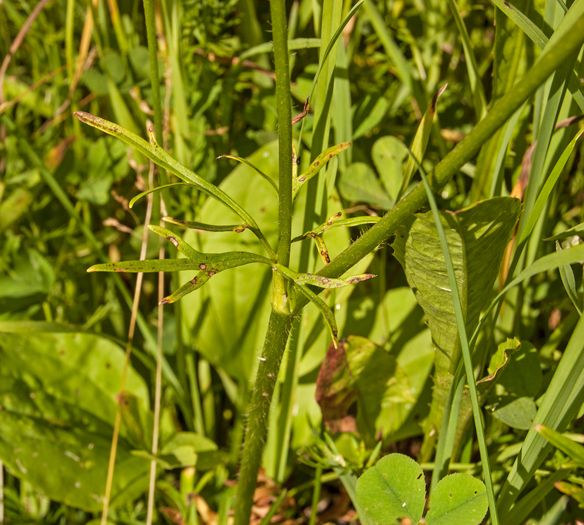 Изображение особи Ranunculus polyanthemos.